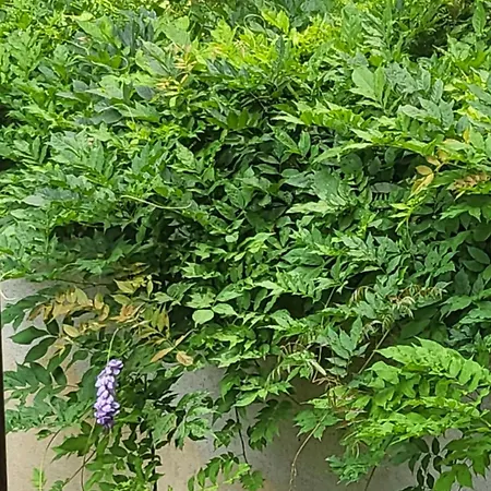 Ma Maison Iris アパート トリノ