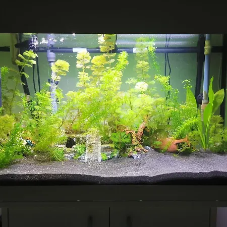 Casa de hóspedes Aquarium Fish And Gastropods Turim