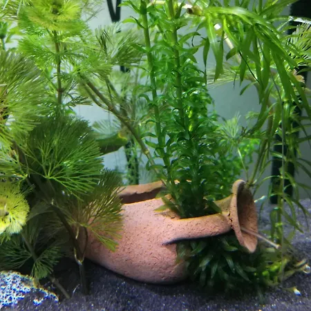 Aquarium Fish And Gastropods Guest house