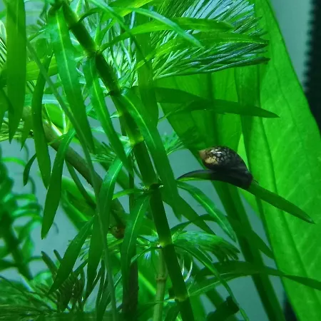 Guest house Aquarium Fish And Gastropods Turin