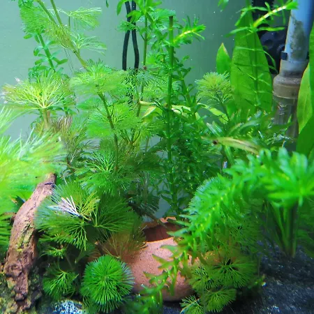 Aquarium Fish And Gastropods Guest house