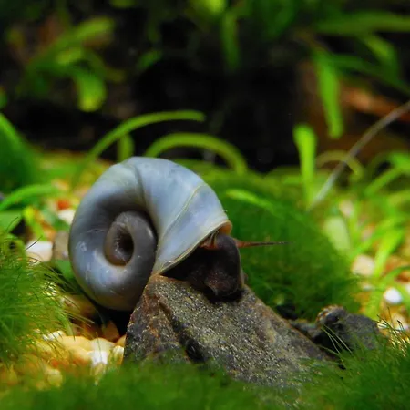 Aquarium Fish And Gastropods * Turin