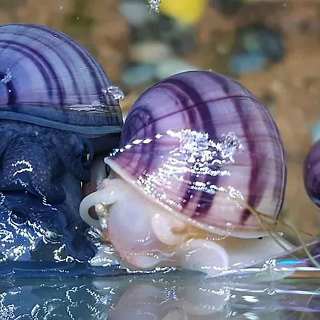 Aquarium Fish And Gastropods Guest house *