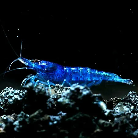Aquarium Fish And Gastropods Guest house *