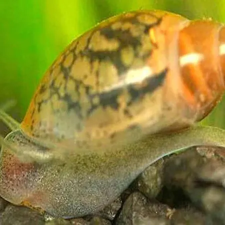 Aquarium Fish And Gastropods Guest house *