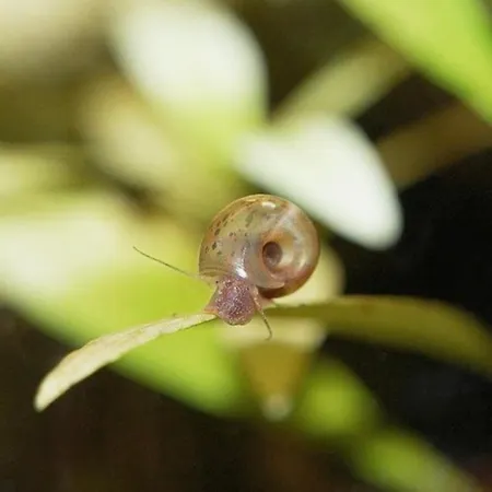 Aquarium Fish And Gastropods * Turin
